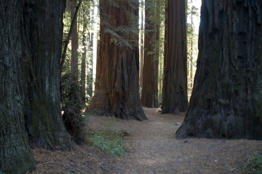 california, giant redwoods, tree-975937.jpg