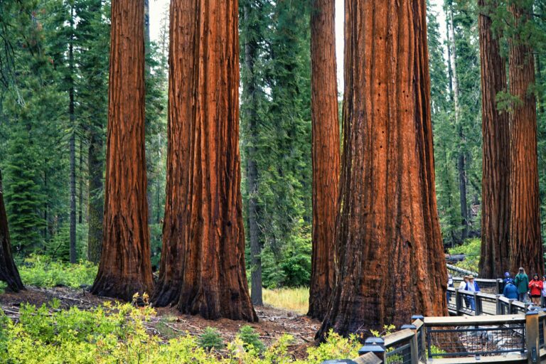 Redwood National Forest