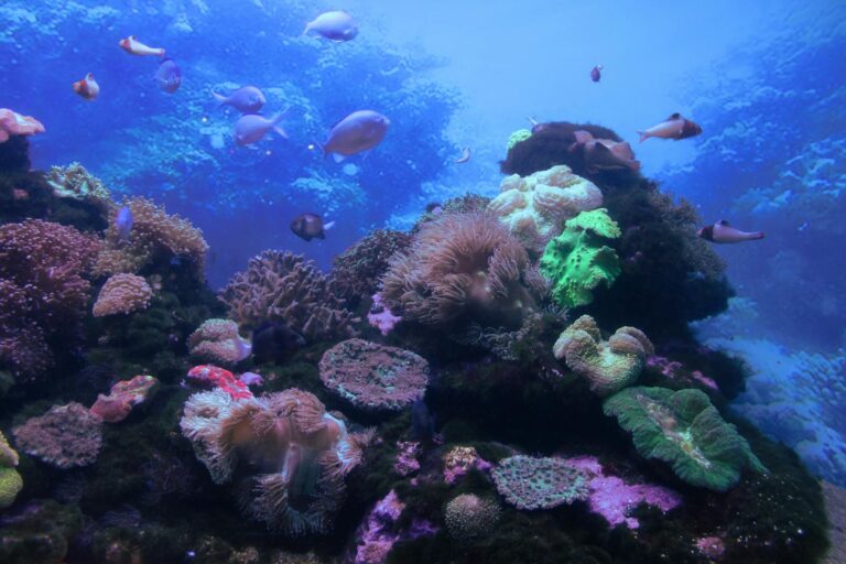 A vivid underwater view of a thriving coral reef with diverse marine life in South Africa's ocean.