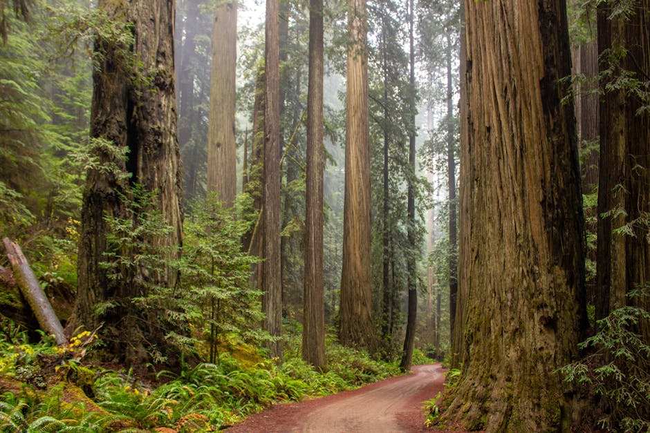Explore a misty morning trail through a majestic redwood forest. Nature's serenity awaits.